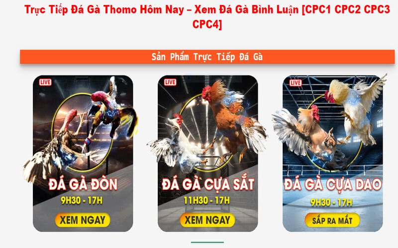 Đá gà trực tiếp Thomo 24/7 cho phép thưởng thức những trận đấu kịch tính