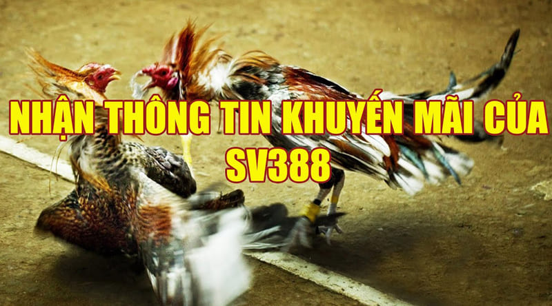 Người chơi cần tuân thủ các điều kiện sau để nhận khuyến mãi SV388