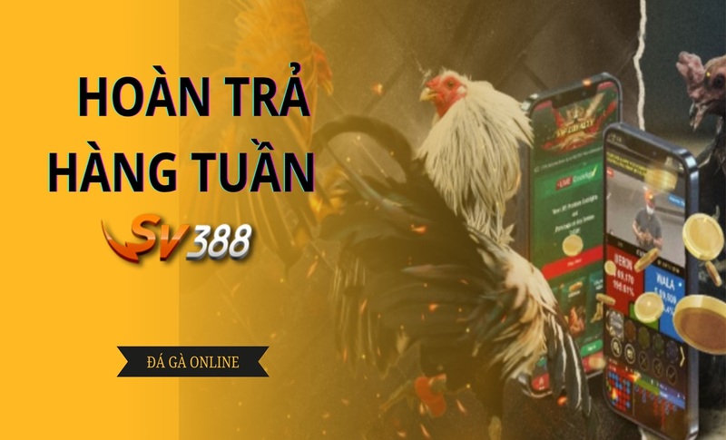 Hoàn cược không giới hạn, thưởng lớn đá gà độc quyền tại SV388