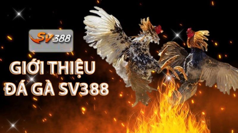 Đánh giá thông tin tổng quan về sân chơi SV388 