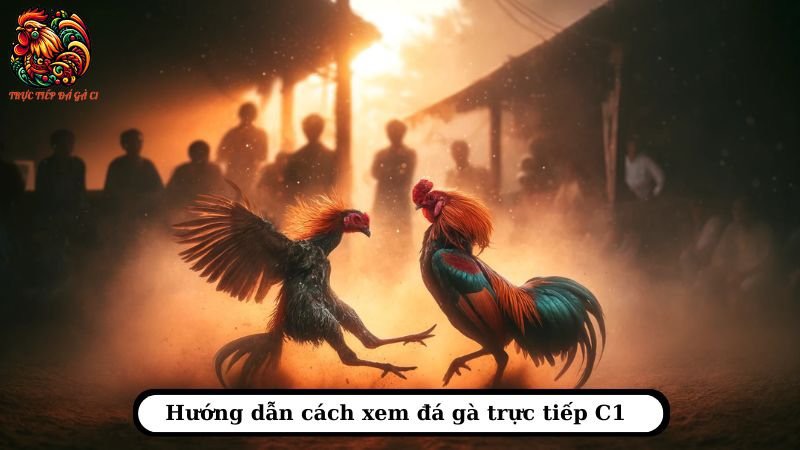 Giải đấu C1 quy tụ những chiến kê xuất sắc nhất